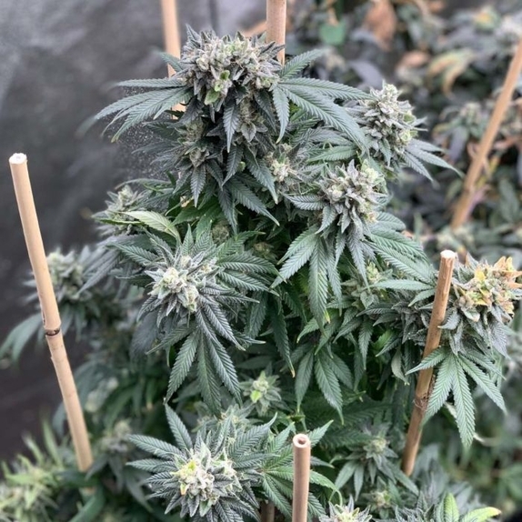 Midnight Special Regular Cannabis Seeds