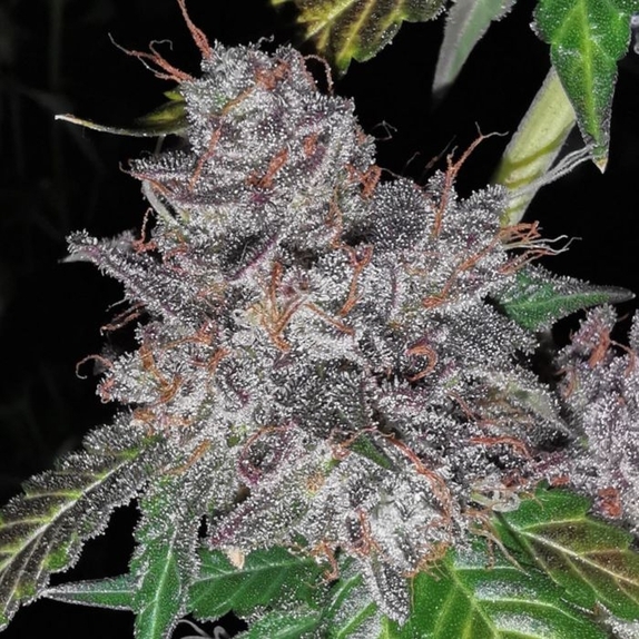 Rainbow Cake Cannabis Seeds