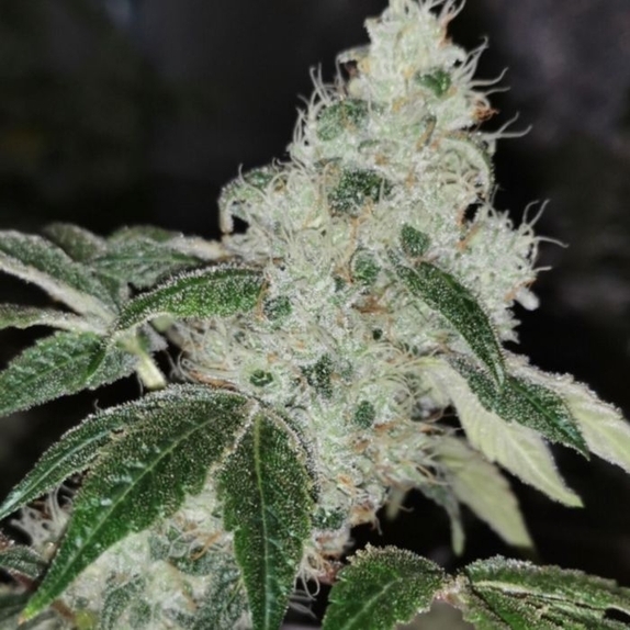 Sowah sherbert Cannabis Seeds