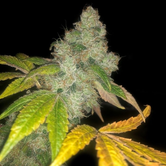 Auto wedding cake Cannabis Seeds