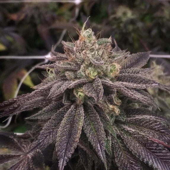 StarCake (PhenoFinders x Royal Resin) Cannabis Seeds