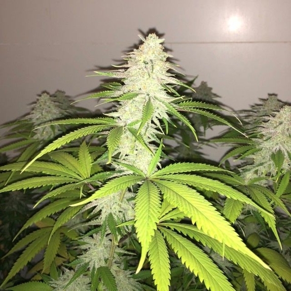 Simple Wedding Cake S1 Cannabis Seeds