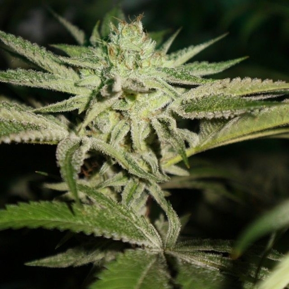 Chemhead OG Cannabis Seeds