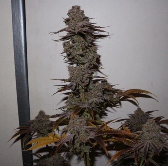 Purple Strawberry Sherbert Cannabis Seeds