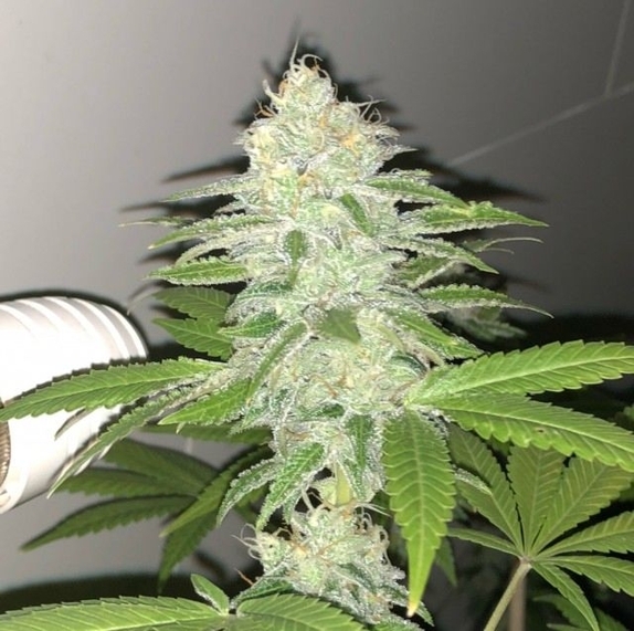 Lemon Sherbert Cannabis Seeds