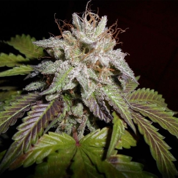 Sherbet S1  Cannabis Seeds