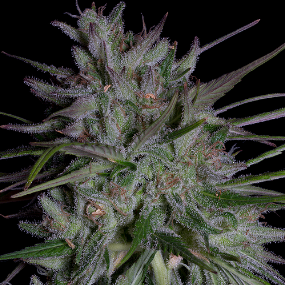 Don Girl Scout Cookies Cannabis Seeds