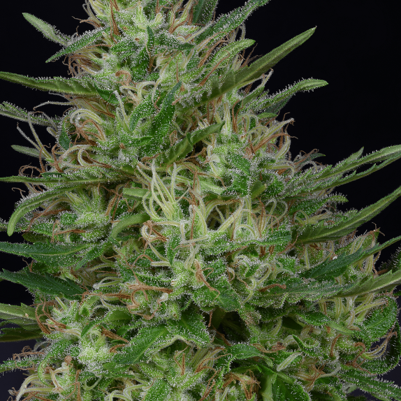 Don Green Crack Cannabis Seeds