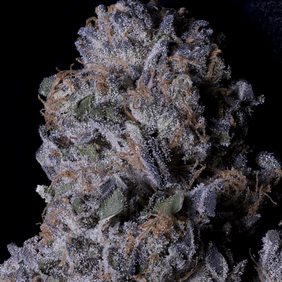 Don Purple Dick Cannabis Seeds