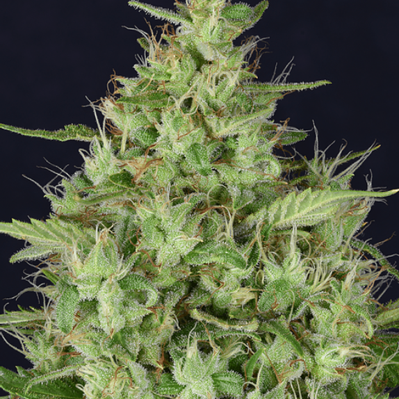 Don Star Dawg Cannabis Seeds