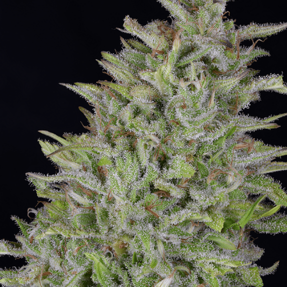 Don Wedding Cake Cannabis Seeds