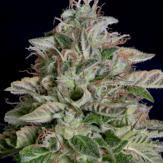 Don Megalodon Cannabis Seeds