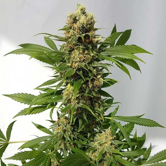 Guerrilla Ryder Auto Cannabis Seeds