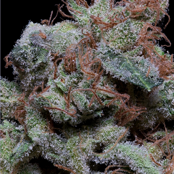 Don Cherrypie Cannabis Seeds