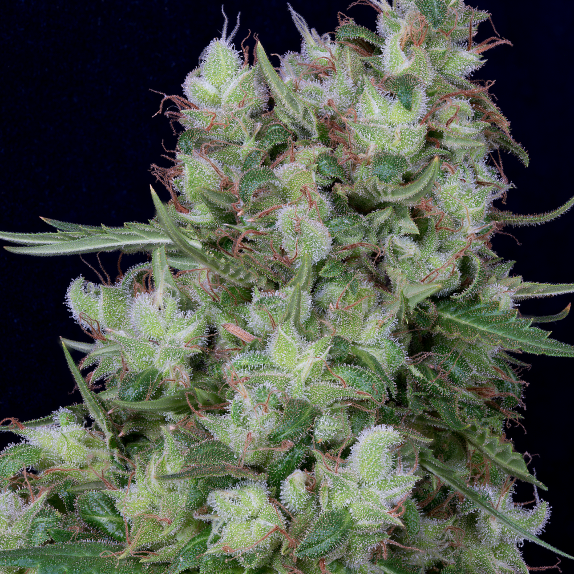 Don Grateful Chemdawg Cannabis Seeds