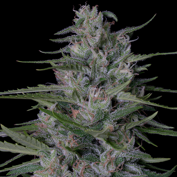 Don Bruce Banner Cannabis Seeds