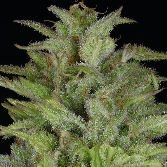 Don Gelato Auto Cannabis Seeds