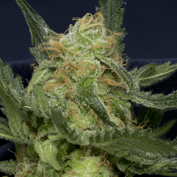 Don Gorilla Glue Auto Cannabis Seeds