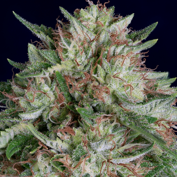 Don AK Auto Cannabis Seeds