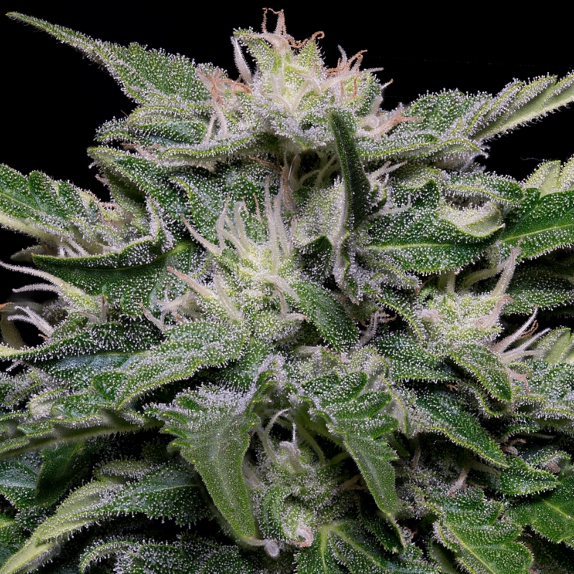 Don Blueberry Auto Cannabis Seeds