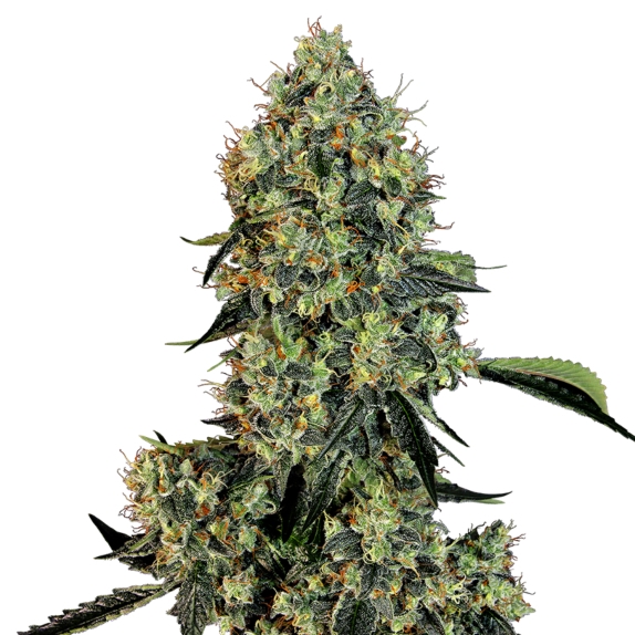 American Line OG Kush Cannabis Seeds