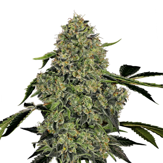 American Line OG Kush Auto Cannabis Seeds