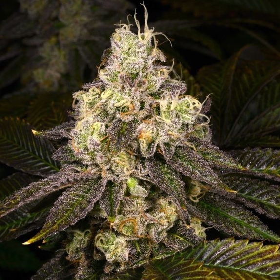 Double Cross Regular  Cannabis Seeds