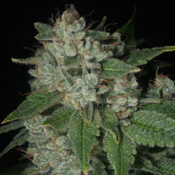 Casper OG Regular Cannabis Seeds