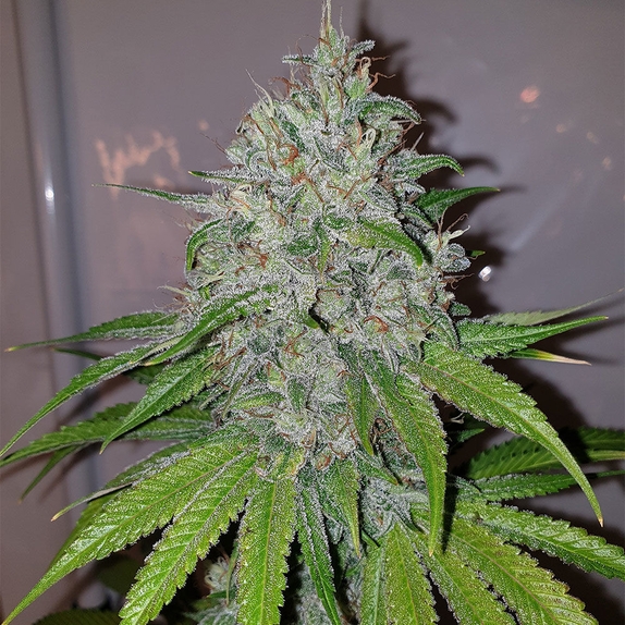 Mango Lassi Feminised Cannabis Seeds