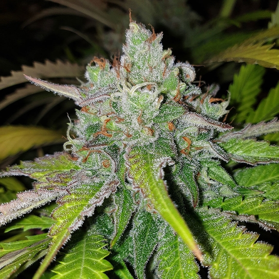 Di Frutti Feminised Cannabis Seeds