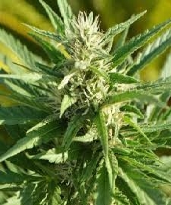 Critical Plus Feminised Cannabis Seeds