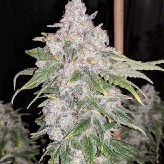 Lemon Slushee Regular Cannabis Seeds