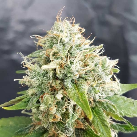 Easy Cheese Auto Regular Cannabis Seeds