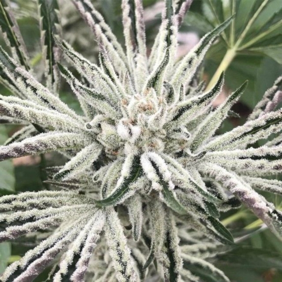 White OG S1 Feminised Cannabis Seeds