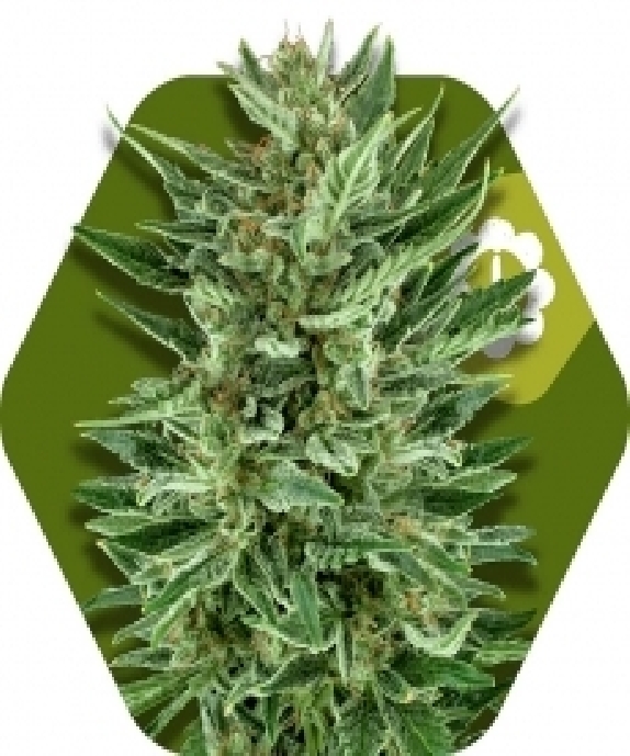 White Cheese Auto Cannabis Seeds