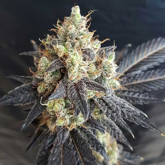 Mighty Grape Cannabis Seeds