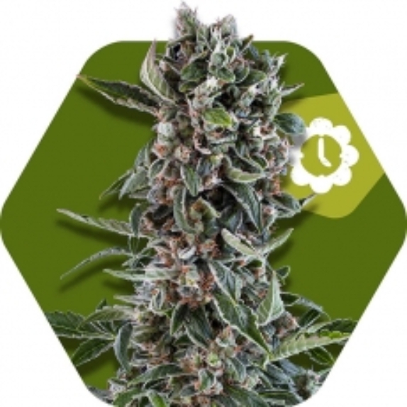 Blueberry Cheese Auto Cannabis Seeds