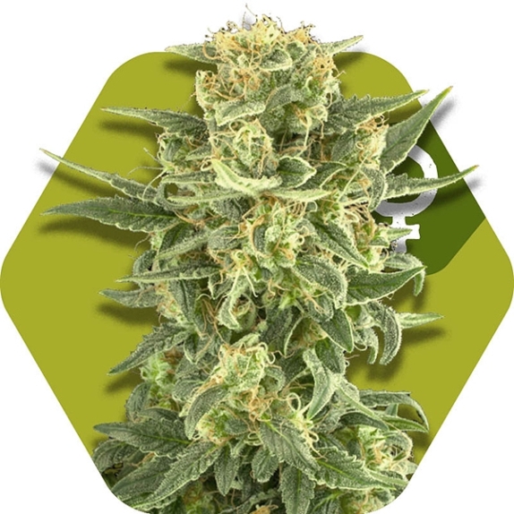 White Cheese FF Cannabis Seeds