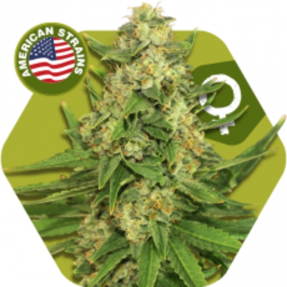 Critical XXL Cannabis Seeds