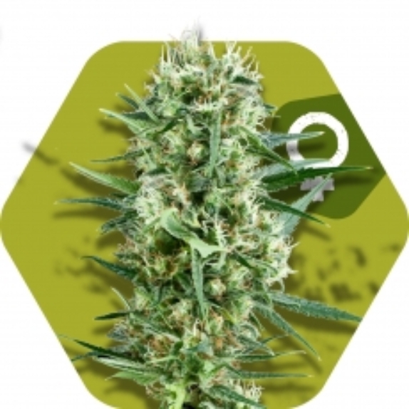 Crazy Cookies Cannabis Seeds