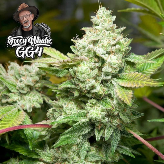 Original Glue (GG4 S1) aka Gorilla Glue 4 Feminised Cannabis Seeds