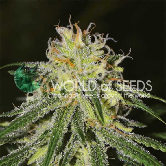 Legends Amnesia  Cannabis Seeds