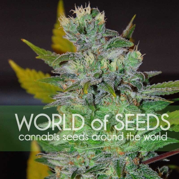 Legends Space Cannabis Seeds