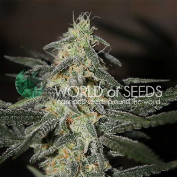 Legends NL x Big Bud Early Cannabis Seeds