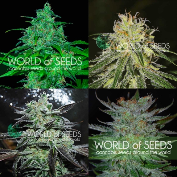 Sativa Pure Origin Collection Cannabis Seeds