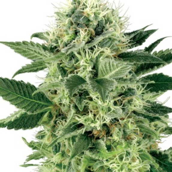 Northern Lights Cannabis Seeds