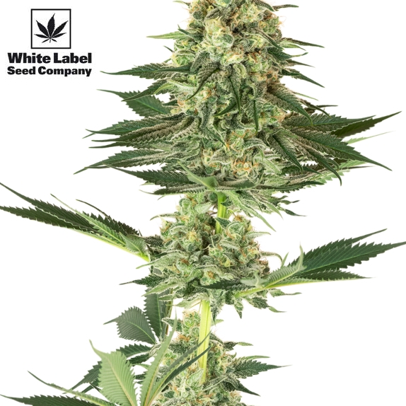 American Line Banana Kush Cannabis Seeds