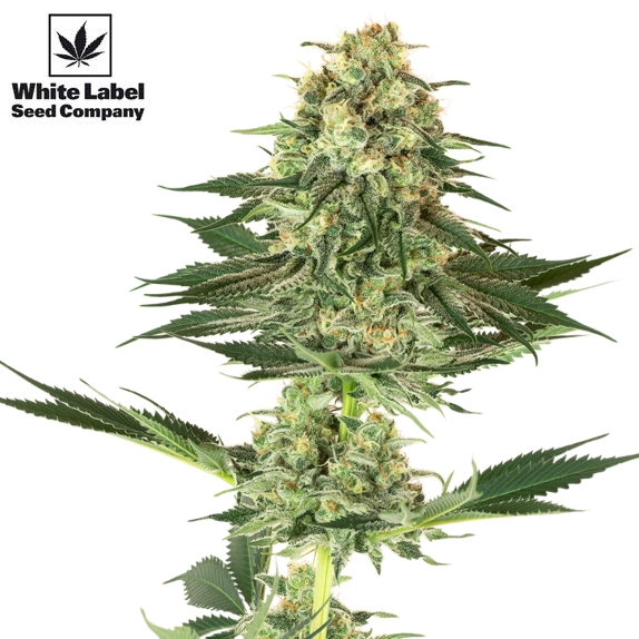 American Line Double Banana Kush Cannabis Seeds