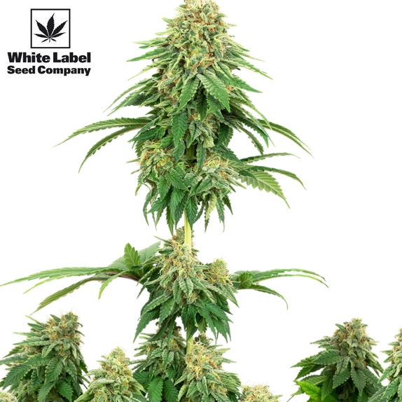 American Line Girl Scout Cookies Cannabis Seeds