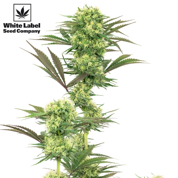 American Line Guava Jelly Cannabis Seeds
